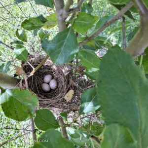 Take some time for you - stress management for busy moms -discover cardinal eggs while taking a few minutes outside