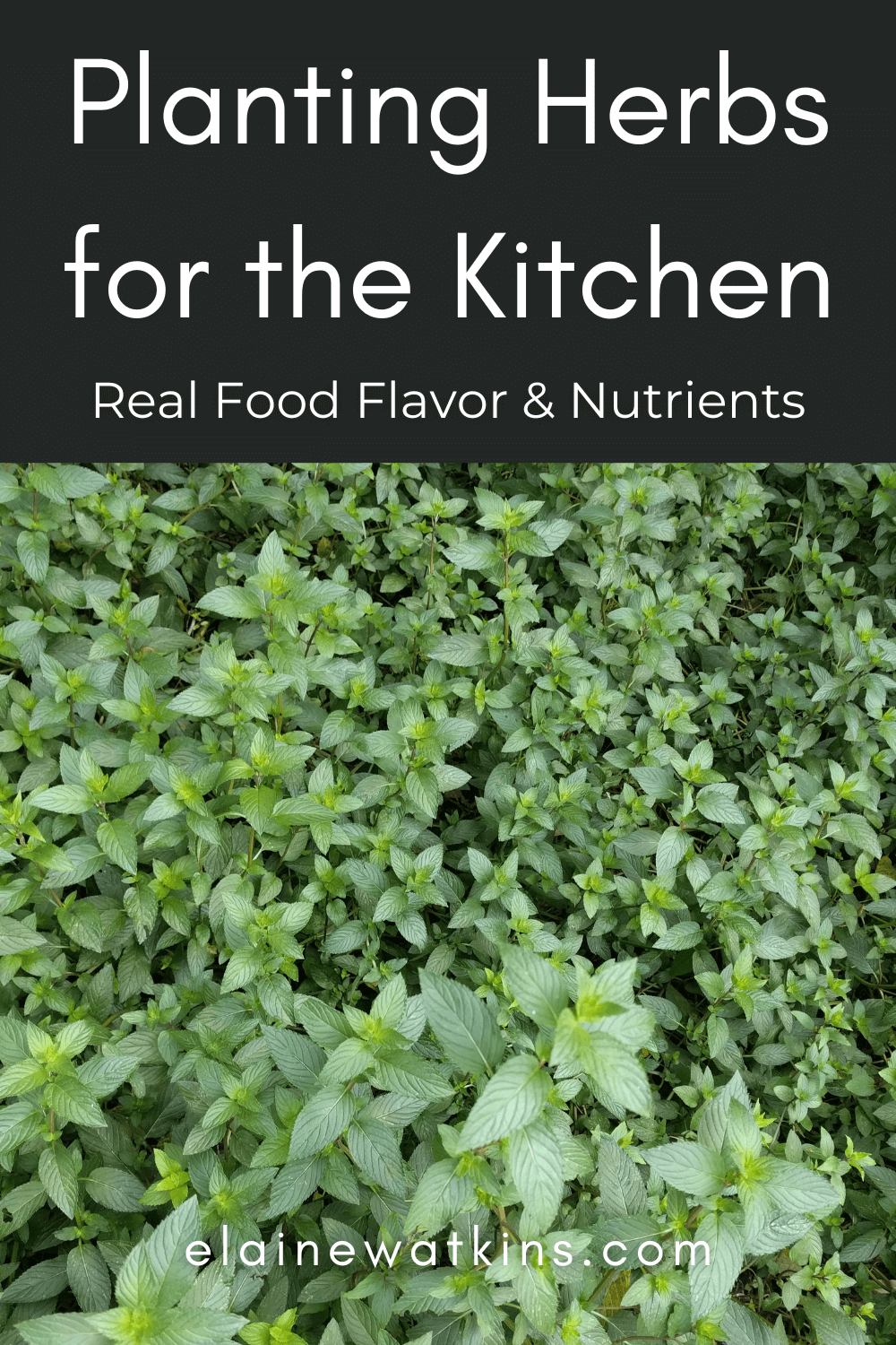 Planting Herbs for the Kitchen