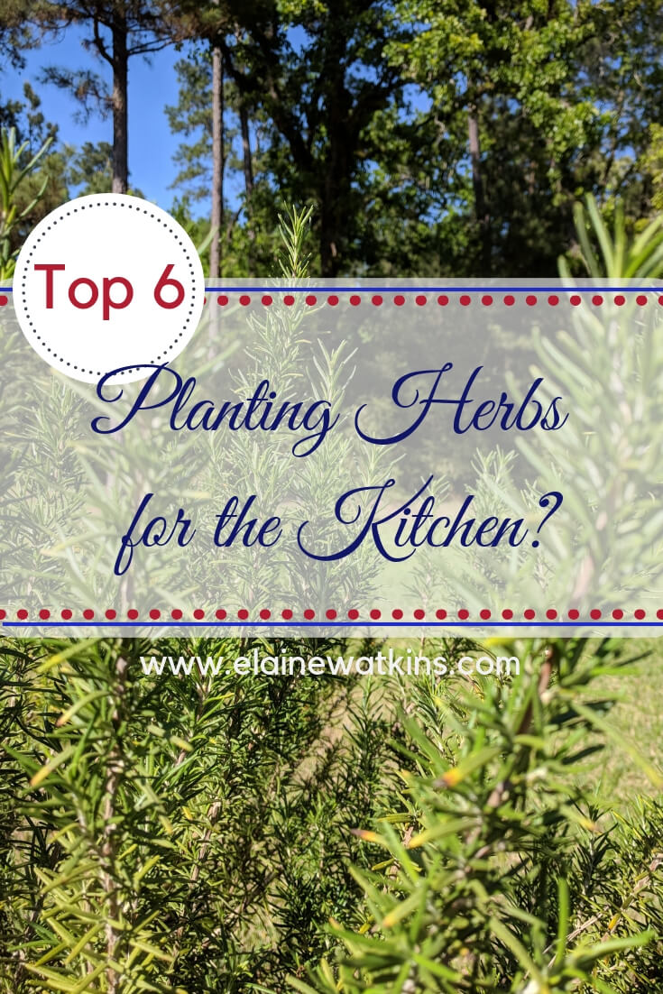 Planting Herbs: My Top 6 Favorites for the Kitchen
