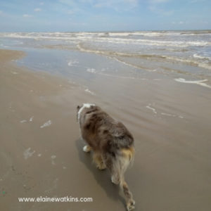 Enjoy beach walks with the dog after learning about the causes and effects of stress + helpful strategies.