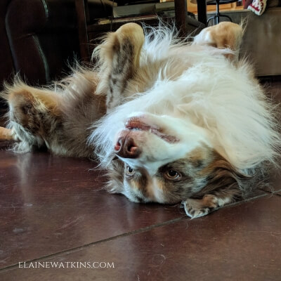 upsidedowndog - Laughter is Healthy - www.elainewatkins.com
