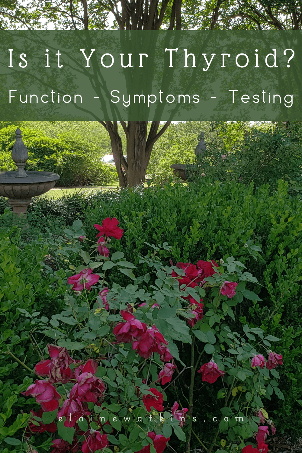 Is It Your Thyroid? Thyroid Function, Symptoms, and Testing