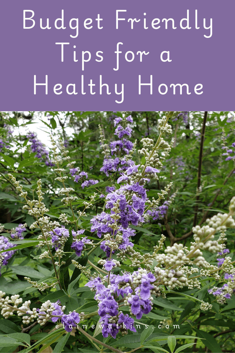 Budget Friendly Tips for a Healthy Home