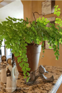 So glad for the benefits of adding indoor plants, just one of the budget-friendly tips for a healthy home