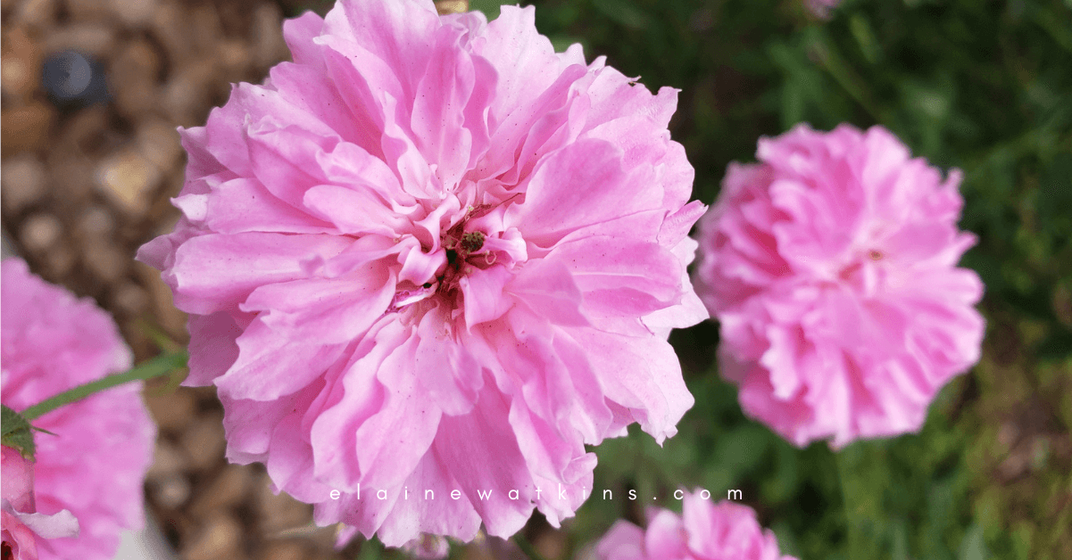 Gratitude and Encouragement FI